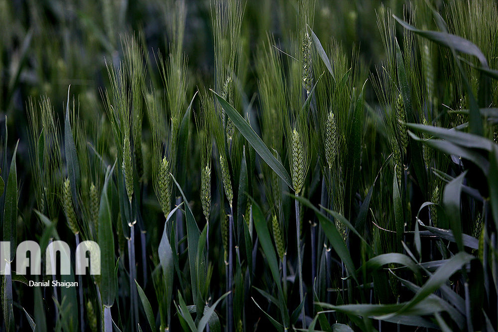 ایستگاه چندمنظوره تحقیقاتی کشاورزی ایلام