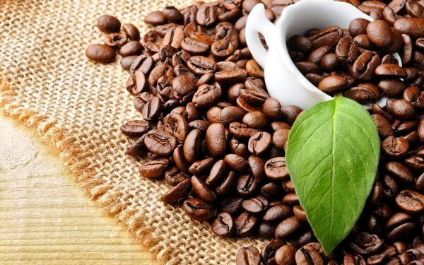 تبدیل تفاله قهوه به کود طبیعی در غزه