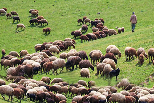 پایین بودن تولید مثل دام‌های سبک روستایی به دلیل شرایط تغذیه‌ای