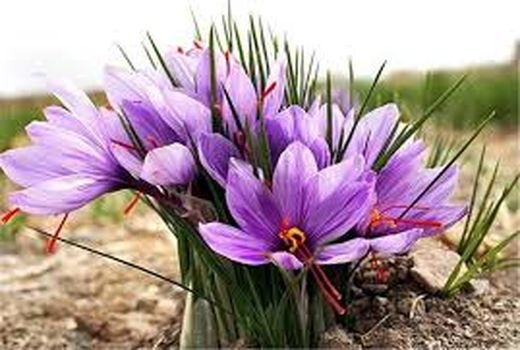 هر ساله برداشت زعفران  از اوایل آبان ماه شروع و تا اوایل اذر ماه ادامه دارد.