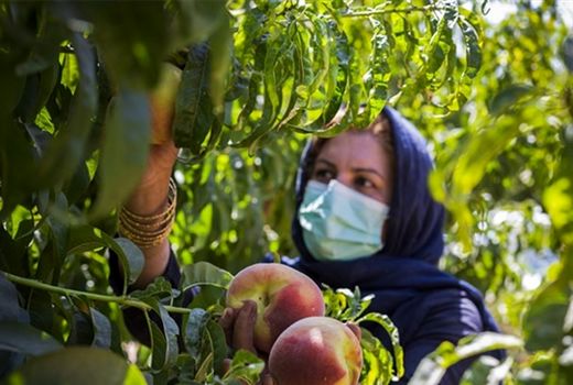 صدور 840 پروانه فعالیت کشاورزی در شهرستان سامان 