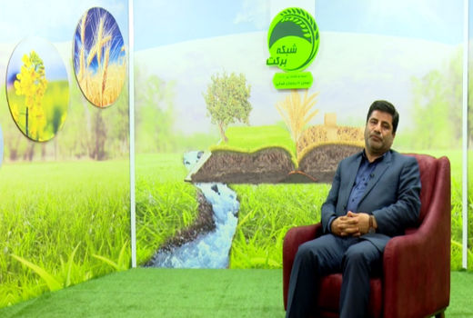 افزایش50  درصدی نرخ خرید تضمینی گندم و 36 درصدی کلزا برای سال زراعی جدید