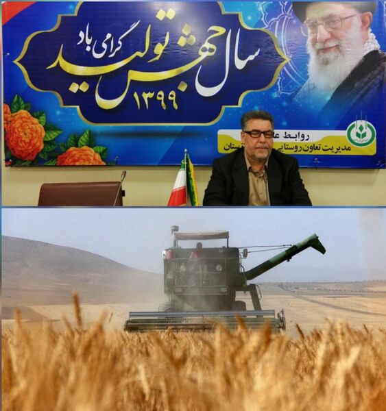 افزایش بهره‌وری و توسعه اقتصاد کشاورزی با رشد 100 درصدی خرید کلزا 