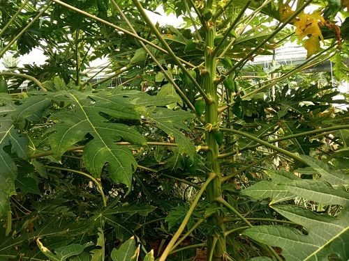 کاشت "پاپایا" برای دومینبار در نیریز