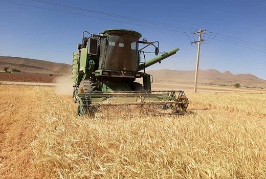 برداشت مزارع جو در شیراز آغاز شد 