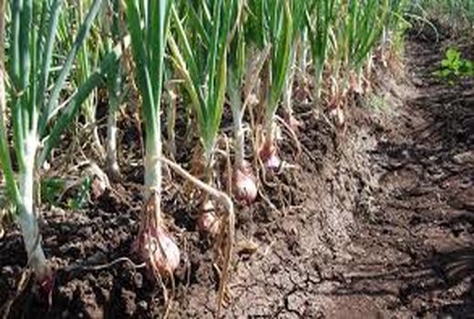 برداشت پیاز خوراکی از 22 هکتار مزارع شهرستان بردسیر