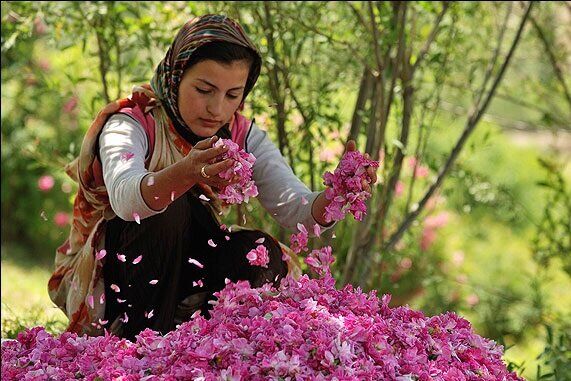  یک هزارو 200 تن گل محمدی در چهارمحال و بختیاری برداشت می شود 