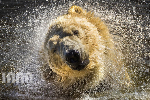 خرس قطبی در پارک حیات وحش یورکشایر 