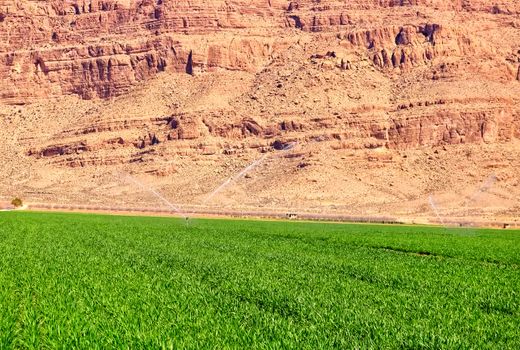 افزایش سطح زیر کشت گندم در استان فارس