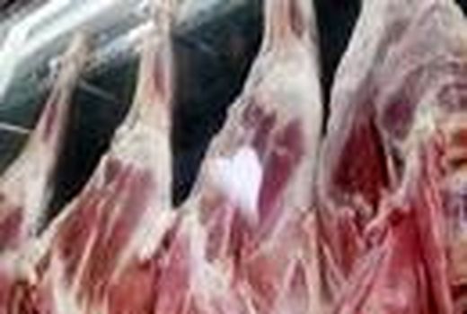 980 تن گوشت قرمز در میاندورود تولید شد