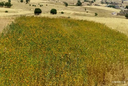 آغاز برداشت گلرنگ اندیکا