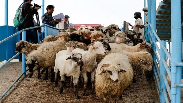 قیمت و عرضه دام زنده در مدار ثبات/بیش از ۵۰ درصد گرانی گوشت ریشه در جو حاکم در بازار دارد