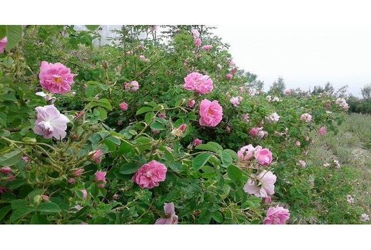 وجود 315 گلستان گل محمدی در ساری/ توسعه 34 هکتاری کشت