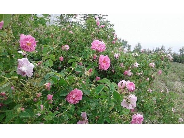 وجود 315 گلستان گل محمدی در ساری/ توسعه 34 هکتاری کشت