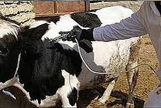 پایان فاز اول واکسیناسیون تب برفکی در دام های خوزستان