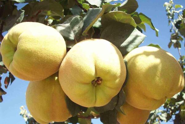 پیش بینی برداشت 3500 تن به از باغات شهرستان شهربابک 