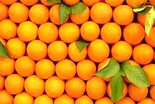 برداشت پرتقال نوبرانه در فسا