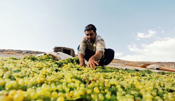برداشت ۷۰ هزارتن انگور در اصفهان پیش‌بینی می‌شود