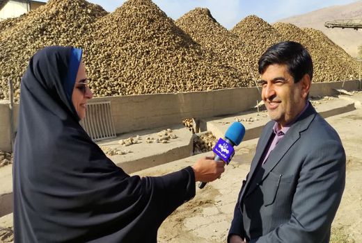 تداوم تحویل چغندرقند از کشاورزان چهارمحال و بختیاری تا ۲۰ روز آینده