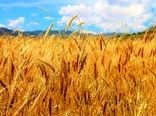 خرید تضمینی ۲۹۷ تن گندم در خراسان شمالی 