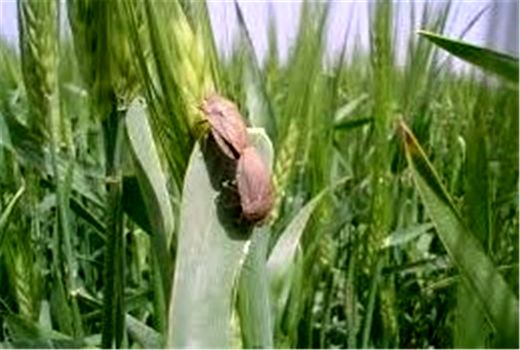 مبارزه با سن غلات در ۳۵هزار و ۲۲۰ هکتار از اراضی گندم استان همدان