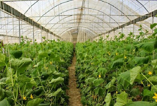 سطح گلخانه‌های استان بوشهر به 400هکتار رسید