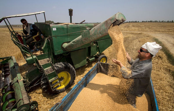 خوزستان بیش از یک میلیون و 200 هزار تن گندم تولید می‌کند