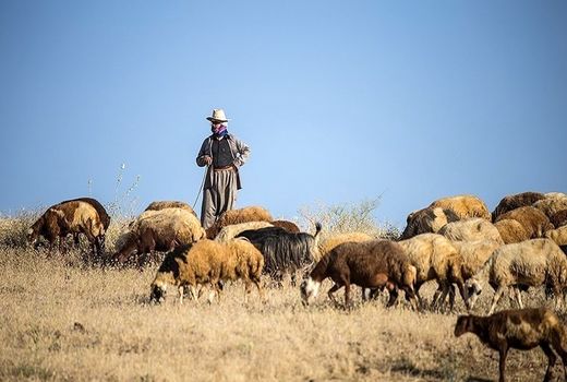 خرید تضمینی دام مازاد عشایر در دستور کار قرار گرفت
