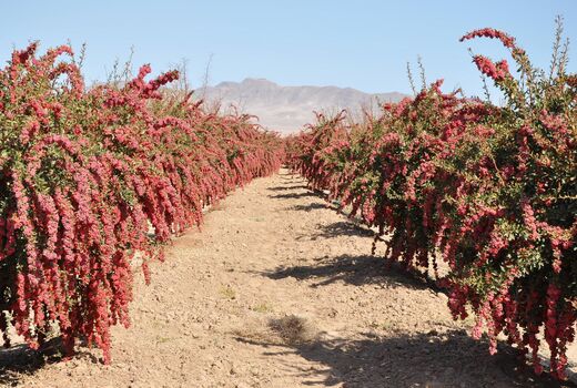 آغاز برداشت زرشک در شهرستان سربیشه