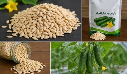 تولید بذرهای هیبرید راهکاری برای افزایش بهره‌وری و پایداری تولیدات کشاورزی است