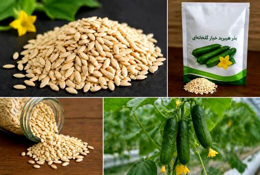 تولید بذرهای هیبرید راهکاری برای افزایش بهره‌وری و پایداری تولیدات کشاورزی است