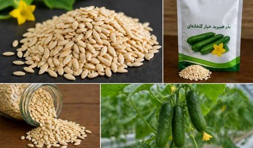 تولید بذرهای هیبرید راهکاری برای افزایش بهره‌وری و پایداری تولیدات کشاورزی است