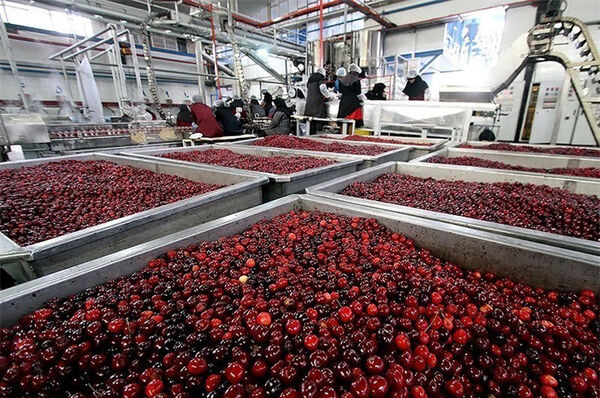 از باغ آلو تا احداث شرکت تولید لواشک