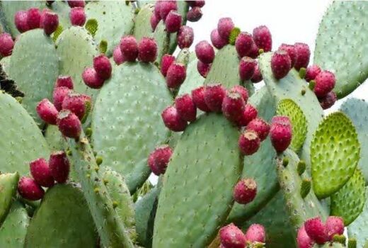 مدیریت خشکسالی با کشت گسترده آپونتیا در فارس
