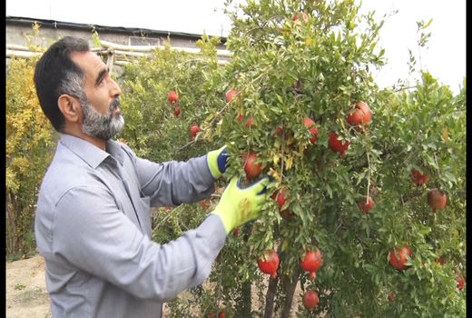 پایان برداشت انار شهرستان شاهین شهر و میمه
