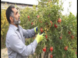 پایان برداشت انار شهرستان شاهین شهر و میمه