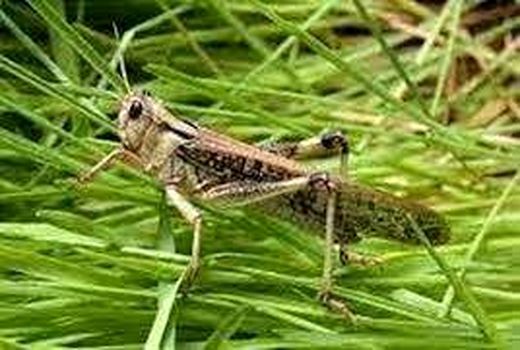 پایش چشمی ملخ صحرایی در آبادان 