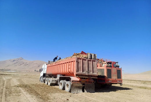 شهرستان کیار با بهره‌گیری از فناوری‌های نوین، رتبه نخست تولید چغندر قند در چهارمحال و بختیاری را کسب کرد