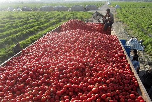 ۶۰۰ هزار تن گوجه‌فرنگی خارج از فصل در استان بوشهر برداشت می‌شود 
