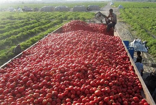 ۶۰۰ هزار تن گوجه‌فرنگی خارج از فصل در استان بوشهر برداشت می‌شود 