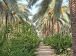 اجرای پروژه کشت بافتی خرمای مجول، گامی بلند در رونق اقتصادی منطقه فارس است