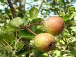 برداشت بیش از 3هزار تن خوج در گیلان