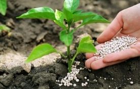 تأمین و توزیع بیش از ۲۳ هزار تن کود یارانه‌ای در استان تهران طی ۷ ماه