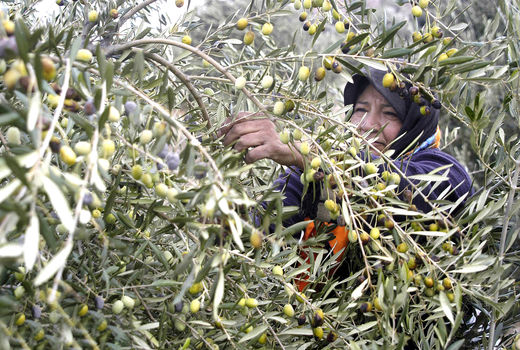 درخت «صلح» را نجات دهید 