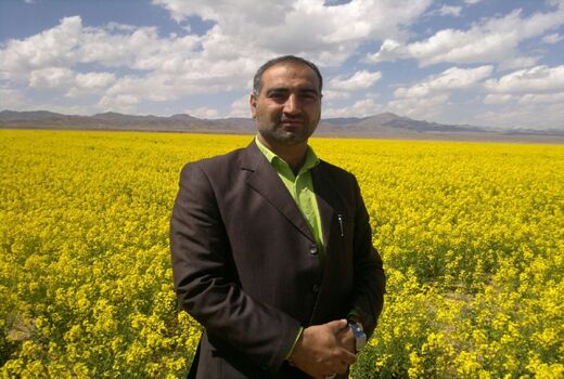 برداشت گیاه دارویی بابونه در شهرستان خوسف