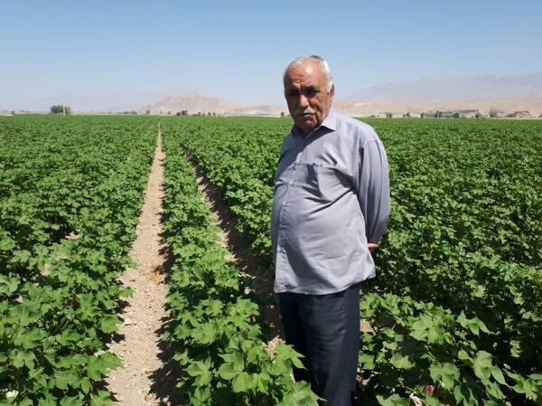 پنبه را طلای سفید می‌دانم
