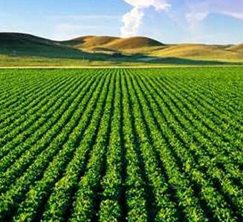 اجرای طرح کشت فراسرزمینی در  ۷ کشور جهان