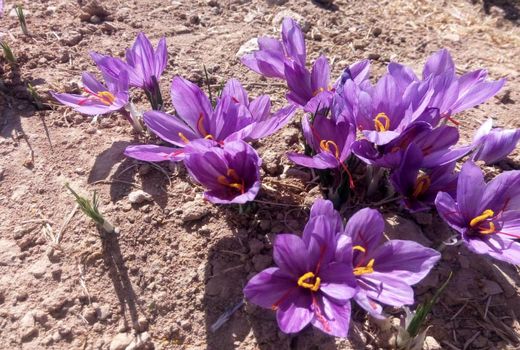 برداشت زعفران از مزارع نی ریز آغاز شد