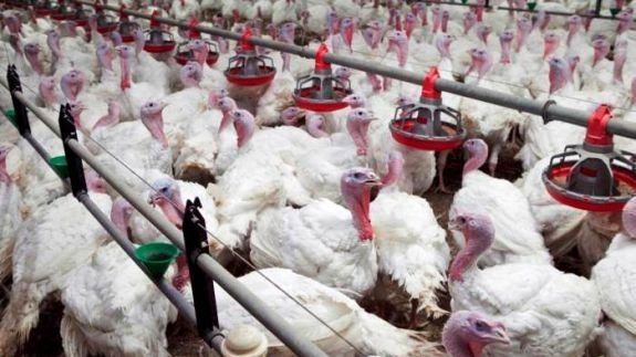 افزایش بیش از ۵۰ درصدی تولید گوشت بوقلمون در استان قزوین