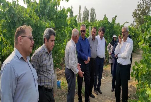تأکید بر مدیریت تلفیقی زنجره مو و مقابله با چالش‌های اقلیمی در باغات انگور عجب شیر